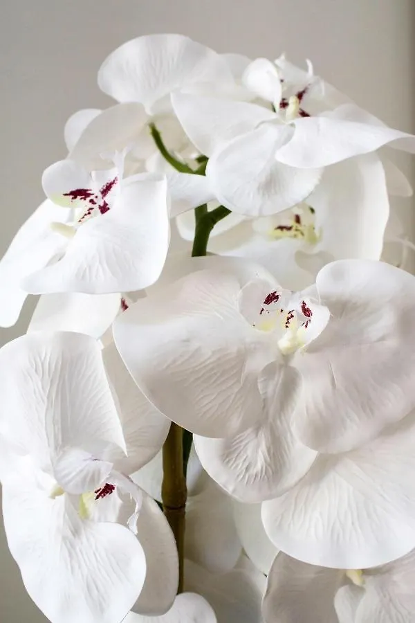 White Orchid Pula Διαμέρισμα Κροατία